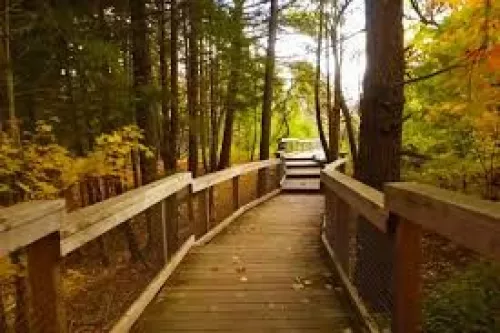 rogue valley trail bridge within trees
