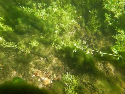 Image of Green Algae