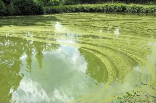Image of Algae Bloom
