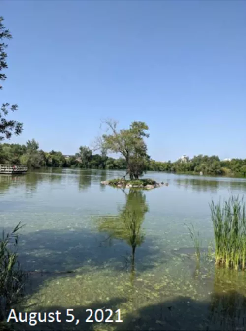 Swan lake, August 5 2021